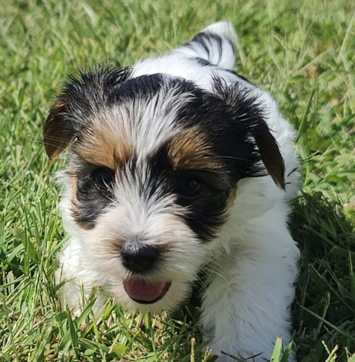 comprar cachorros sanos, baratos y asequibles para la venta